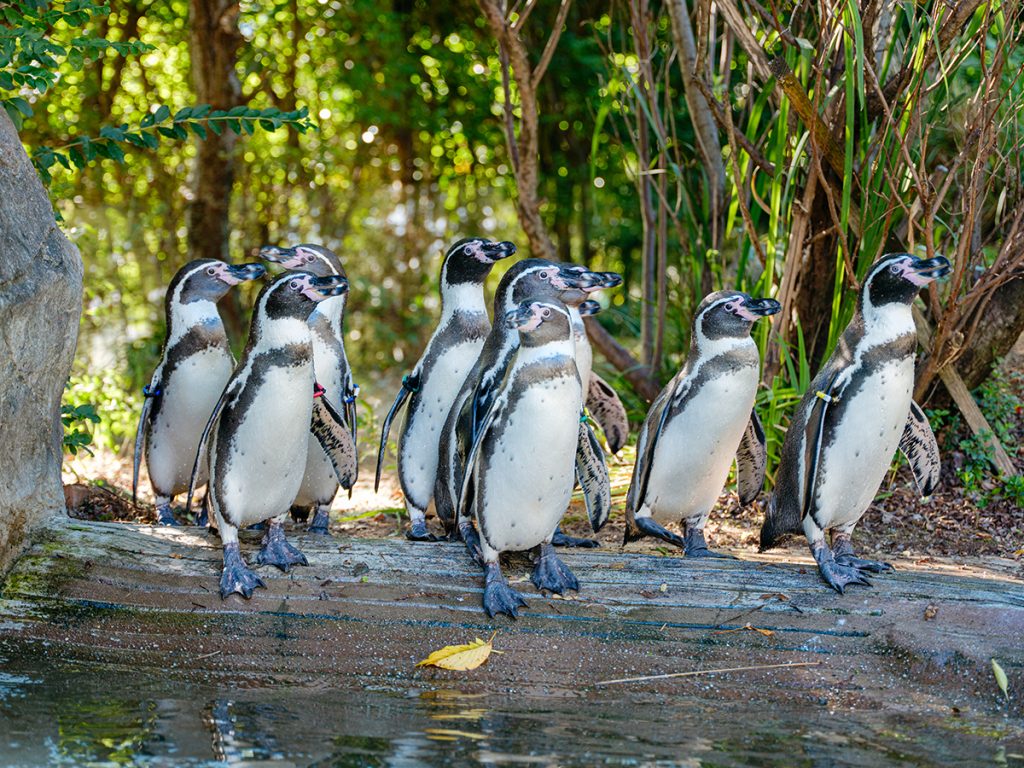 飯田市立動物園のペンギン