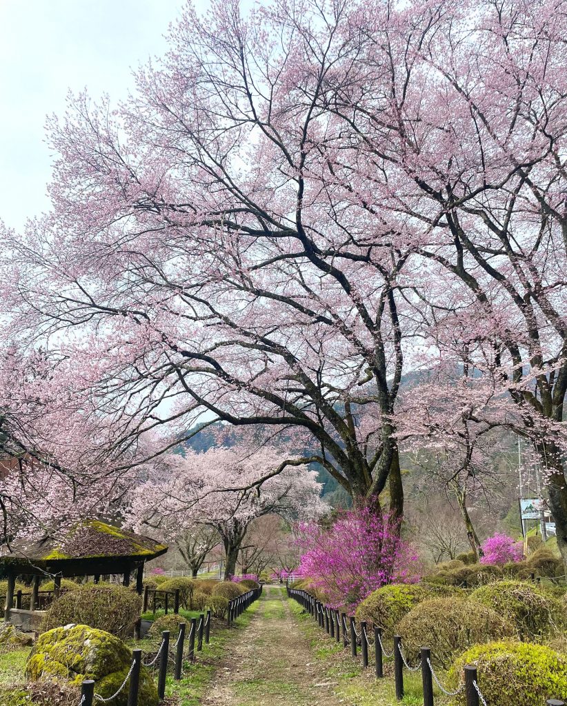 2025年の桜